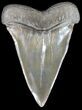 Large Fossil Mako Shark Tooth - Georgia #39270-1